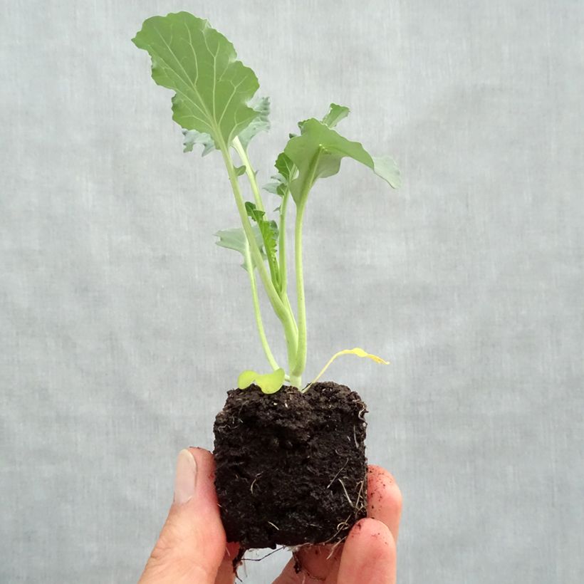 Brócoli Marathon F1 (plantas) minicepellón: Ø 3/4 cm Ejemplar entregado en la primavera