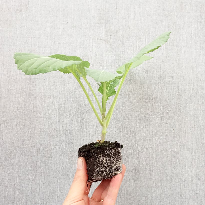 Repollo Tête de Pierre F1 (plantas) minicepellón: Ø 3/4 cm Ejemplar entregado en la primavera