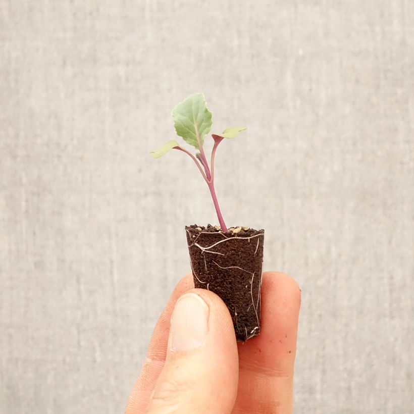 Coliflor Freedom F1 minicepellón: Ø 3/4 cm Ejemplar entregado en la primavera