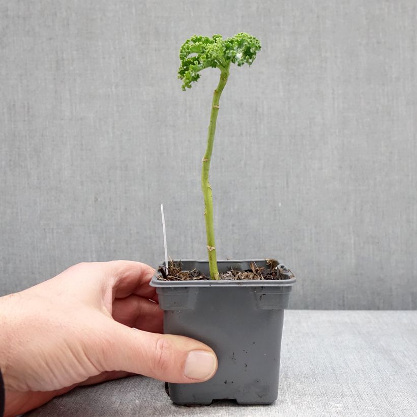 Chou frisé Winterbor en plant - Chou kale Maceta de 8/9 cm Ejemplar entregado en invierno