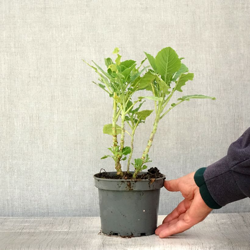 Ejemplar de Col perpetua de Daubenton ramosa Daubenton Maceta 1,5L/2L entregado en otoño