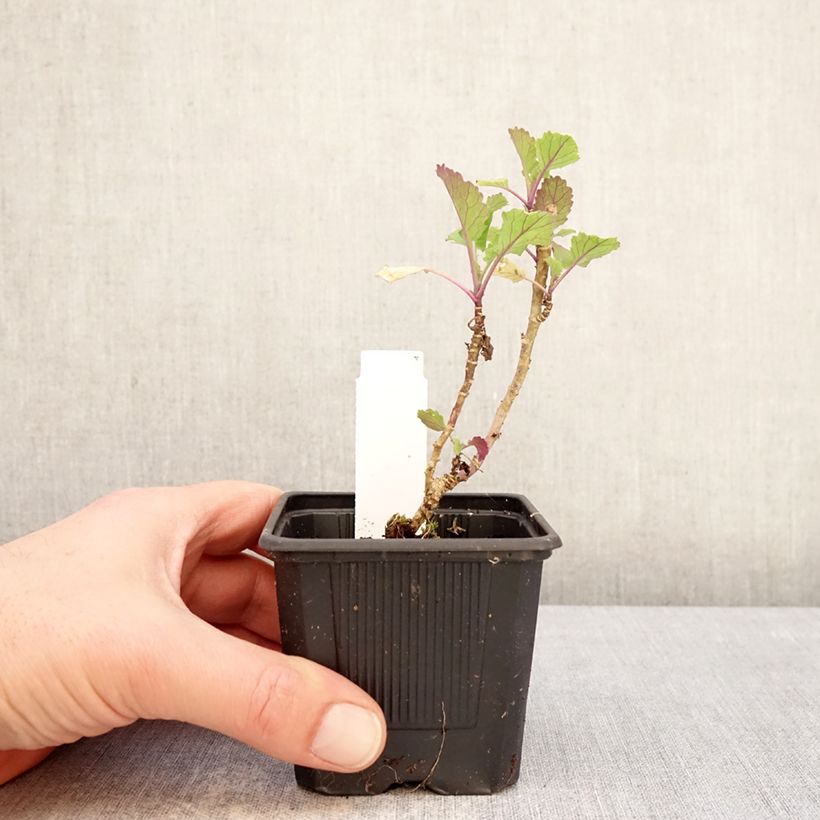 Chou perpétuel Daubenton's Green en plant - Brassica oleracea ramosa Maceta de 8/9 cm Ejemplar entregado en invierno