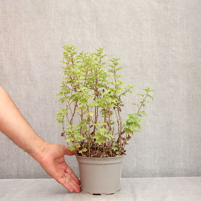 Ejemplar de Chrysanthemum Bienchen - Crisantemo Maceta 2L/3L entregado en verano