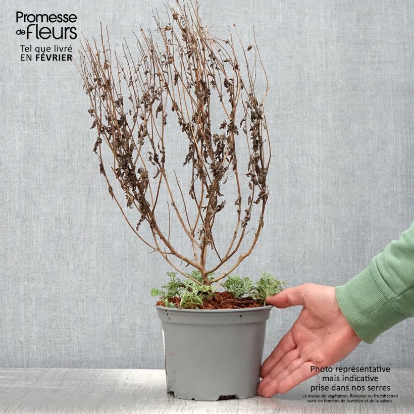 Chrysanthemum Bienchen - Crisantemo Maceta 2L/3L Ejemplar entregado en invierno
