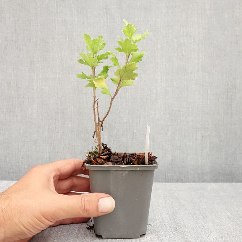 Ejemplar de Chrysanthemum indicum Cedie Mason - Crisantemo Maceta de 8/9 cm entregado en verano