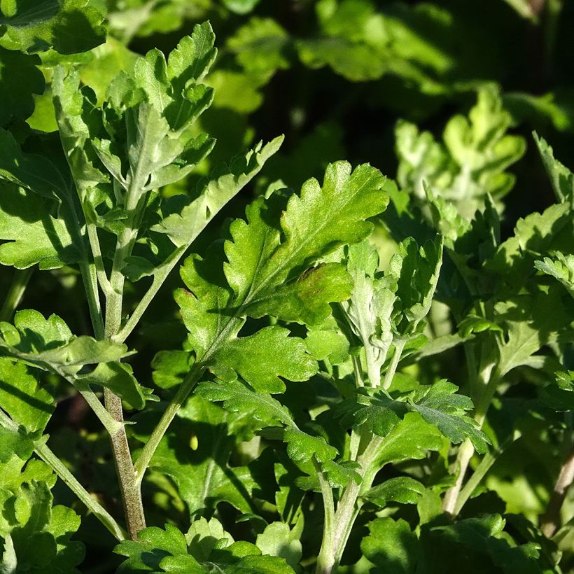 Chrysanthemum Citronella - Crisantemo (Follaje)