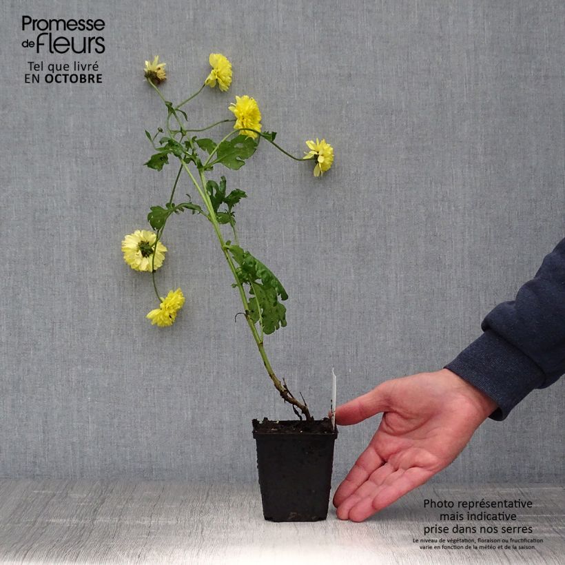 Ejemplar de Chrysanthemum Citronella - Crisantemo Maceta de 8/9 cm entregado en otoño