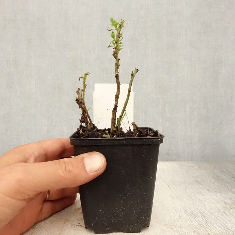 Ejemplar de Chrysanthemum Citronella - Crisantemo Maceta de 8/9 cm entregado en verano