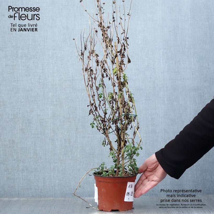 Chrysanthemum Cottage Apricot - Crisantemo Maceta 2L/3L Ejemplar entregado en invierno