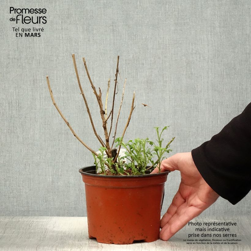 Chrysanthemum Cottage Apricot - Crisantemo Maceta 2L/3L Ejemplar entregado en la primavera