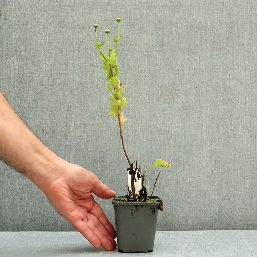 Ejemplar de Chrysanthemum Goldmarianne - Crisantemo Maceta de 8/9 cm entregado en otoño