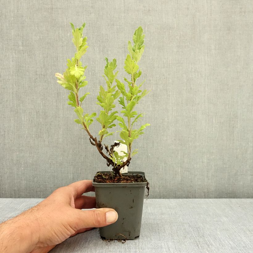 Ejemplar de Chrysanthemum Goldmarianne - Crisantemo Maceta de 8/9 cm entregado en verano