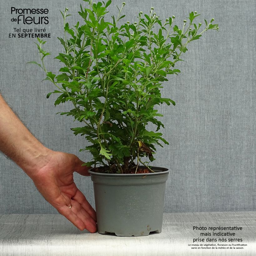 Ejemplar de Chrysanthemum koreanum Hebe - Crisantemo Maceta 2L/3L entregado en otoño