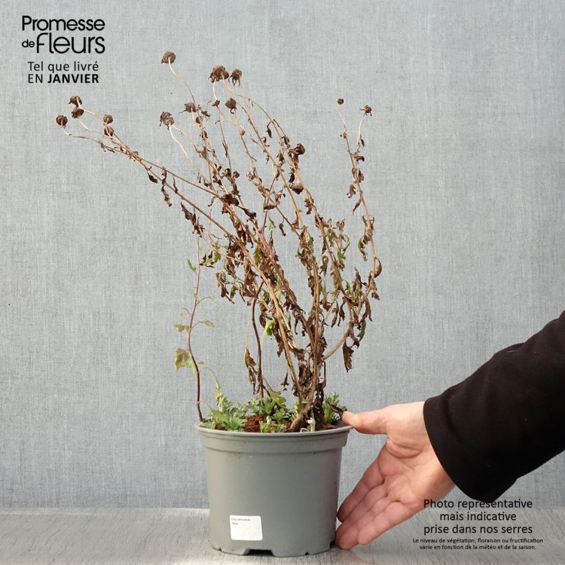 Chrysanthemum koreanum Hebe - Crisantemo Maceta 2L/3L Ejemplar entregado en invierno