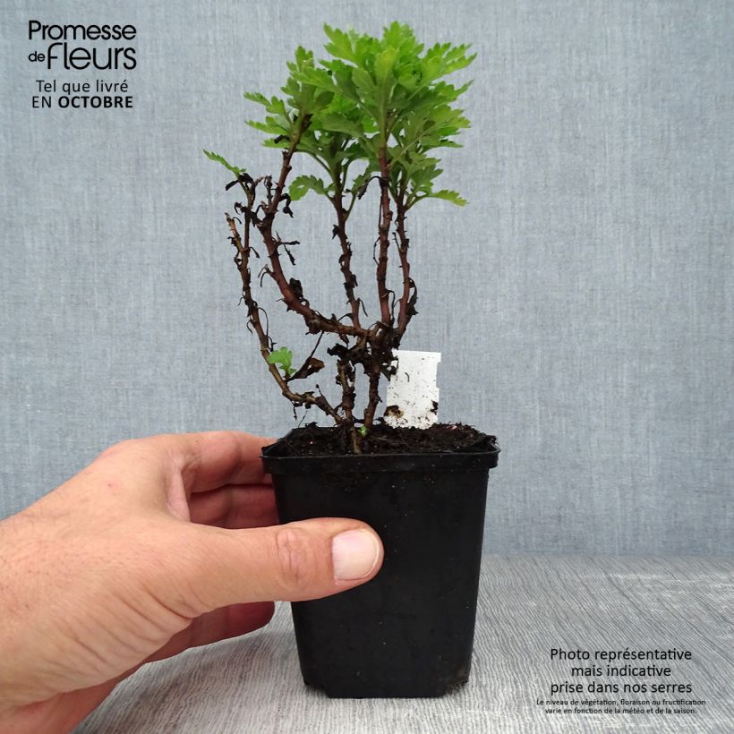 Ejemplar de Chrysanthemum indicum Herbstbrokat - Crisantemo Maceta de 8/9 cm entregado en otoño