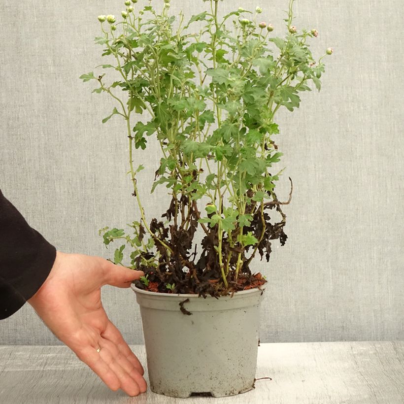Ejemplar de Chrysanthemum indicum Julia - Crisantemo Maceta 2L/3L entregado en otoño