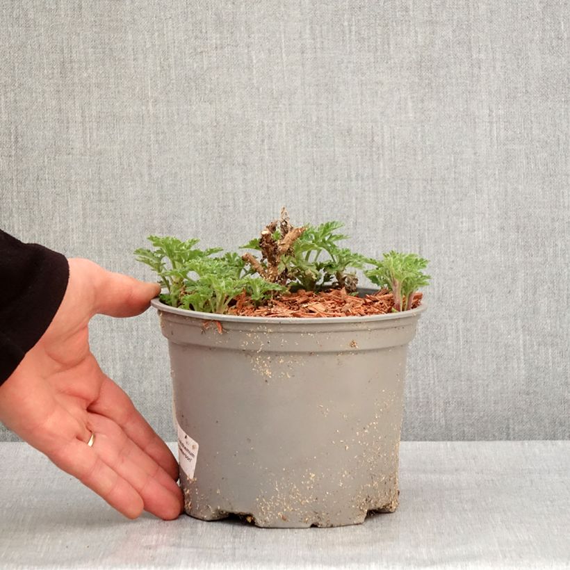 Chrysanthemum indicum Julia - Crisantemo Maceta 2L/3L Ejemplar entregado en invierno