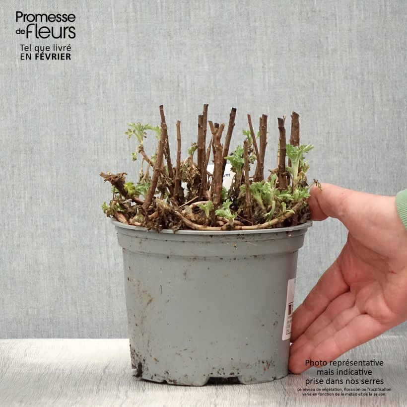 Chrysanthemum Mei Kyo - Crisantemo Maceta 2L/3L Ejemplar entregado en invierno