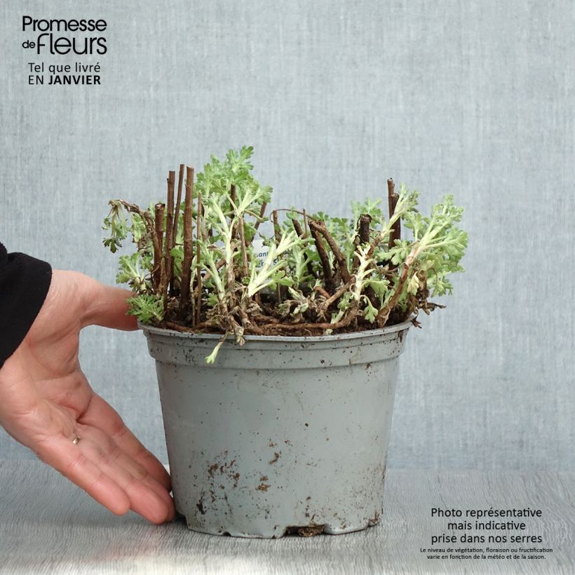 Chrysanthemum Nantyderry Sunshine - Crisantemo Maceta 2L/3L Ejemplar entregado en invierno