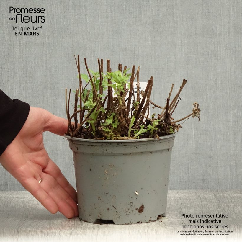 Chrysanthemum Nantyderry Sunshine - Crisantemo Maceta 2L/3L Ejemplar entregado en la primavera