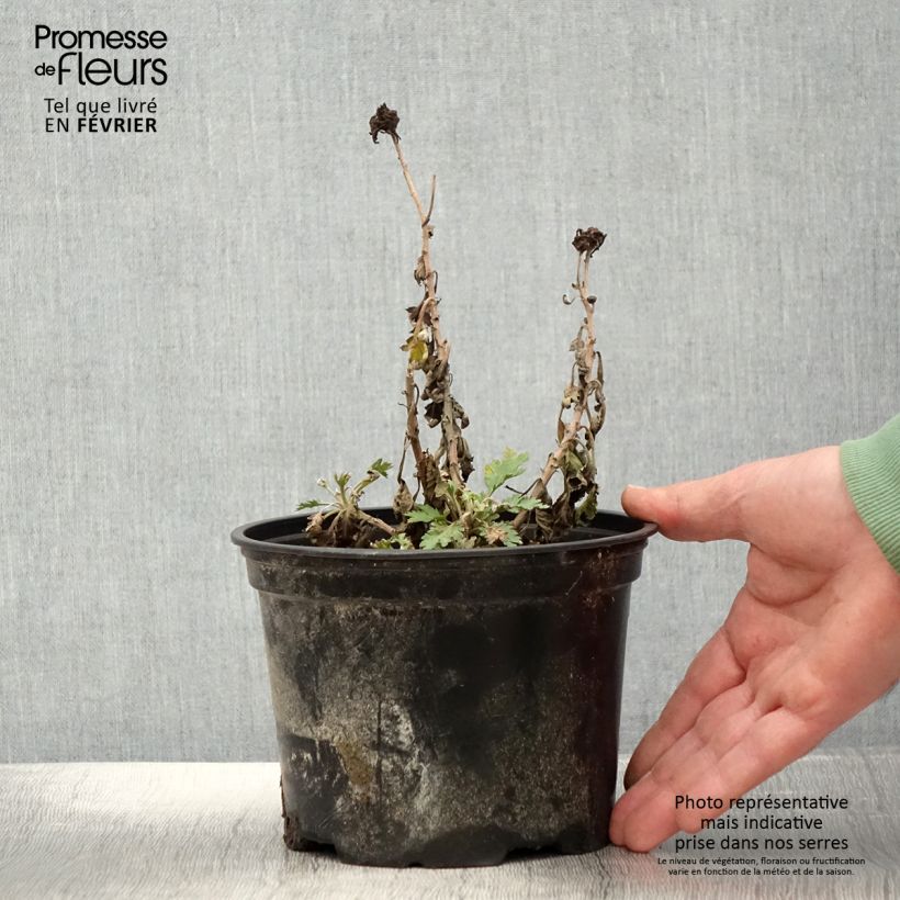 Chrysanthemum Oury - Crisantemo Maceta 2L/3L Ejemplar entregado en invierno