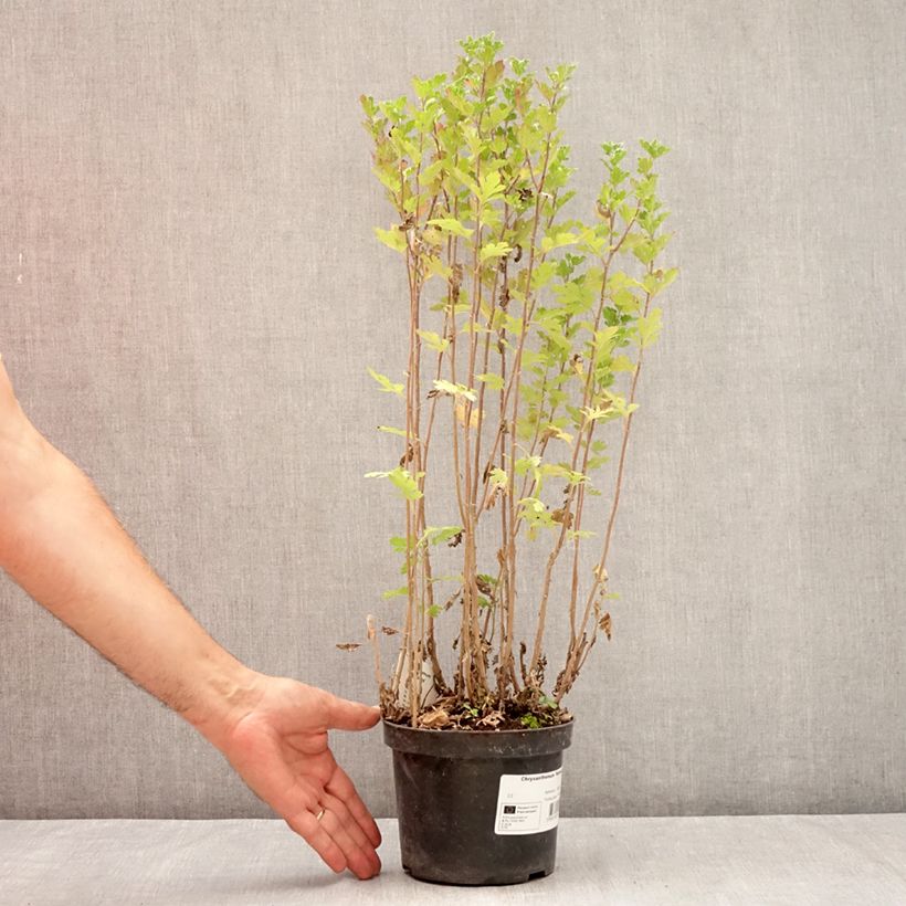 Ejemplar de Chrysanthemum Rehauge - Crisantemo Maceta 2L/3L entregado en verano