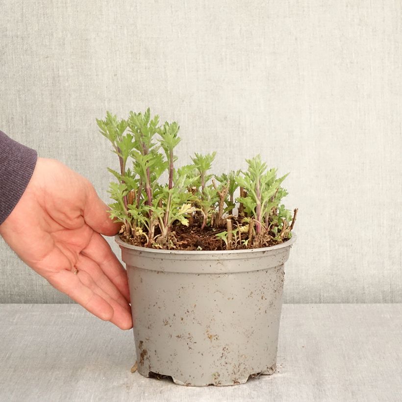 Chrysanthemum Rehauge - Crisantemo Maceta 2L/3L Ejemplar entregado en la primavera