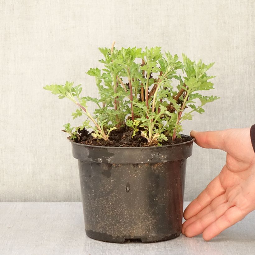 Chrysanthemum Rotes Julchen - Crisantemo Maceta 2L/3L Ejemplar entregado en la primavera