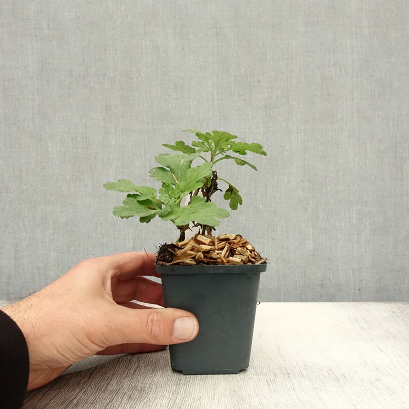 Ejemplar de Chrysanthemum indicum Poesie - Crisantemo Maceta de 8/9 cm entregado en otoño