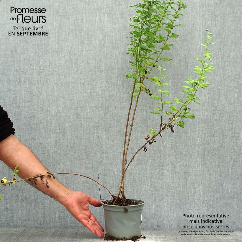 Ejemplar de Chrysanthemum indicum Poesie - Crisantemo Maceta 2L/3L entregado en otoño