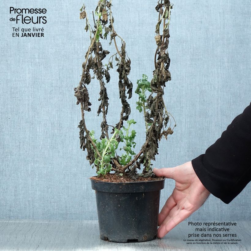 Chrysanthemum indicum Poesie - Crisantemo Maceta 2L/3L Ejemplar entregado en invierno