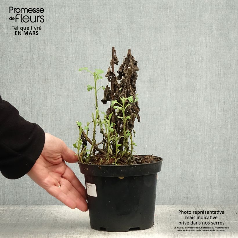 Chrysanthemum indicum Poesie - Crisantemo Maceta 2L/3L Ejemplar entregado en la primavera