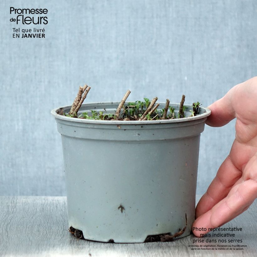 Chrysanthemum rubellum Clara Curtis - Crisantemo Maceta 2L/3L Ejemplar entregado en invierno