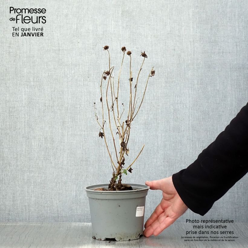 Chrysanthemum rubellum Dernier Soleil - Crisantemo Maceta 2L/3L Ejemplar entregado en invierno