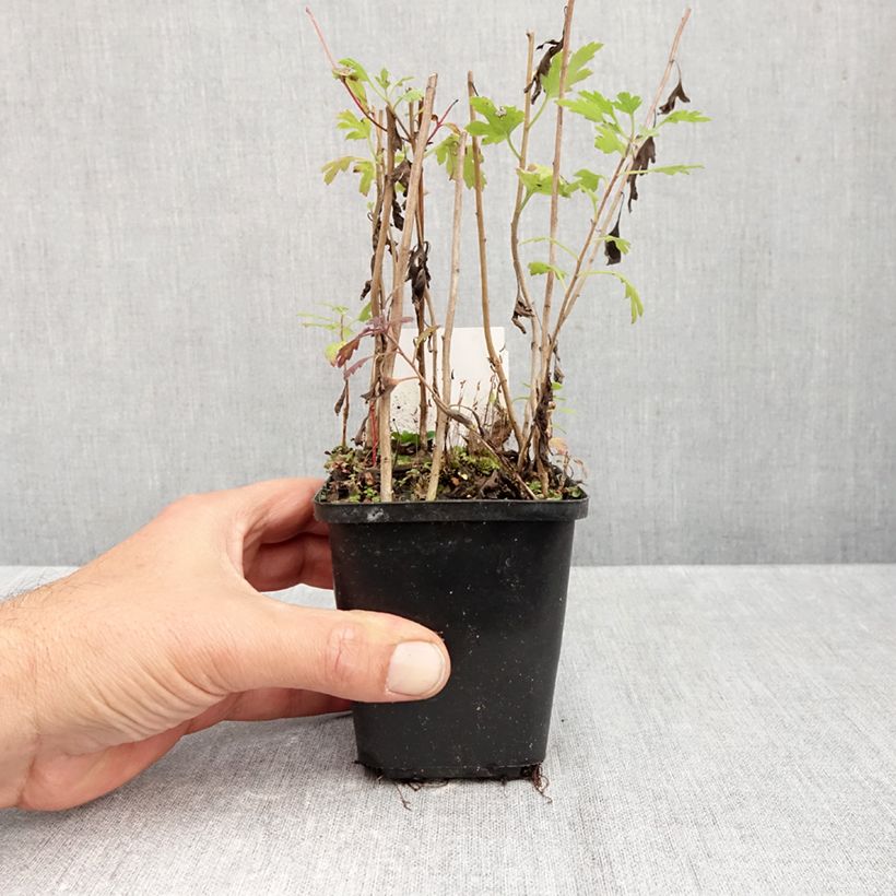 Ejemplar de Chrysanthemum rubellum Duchess of Edimburgh - Crisantemo Maceta de 8/9 cm entregado en otoño