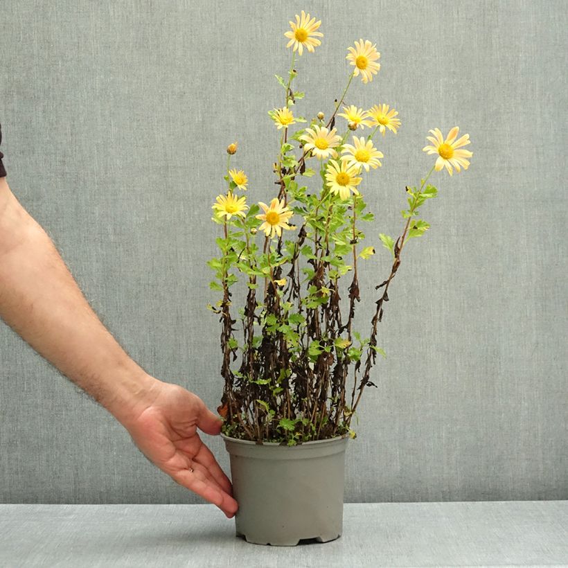 Ejemplar de Chrysanthemum rubellum Mary Stoker - Crisantemo Maceta 2L/3L entregado en otoño