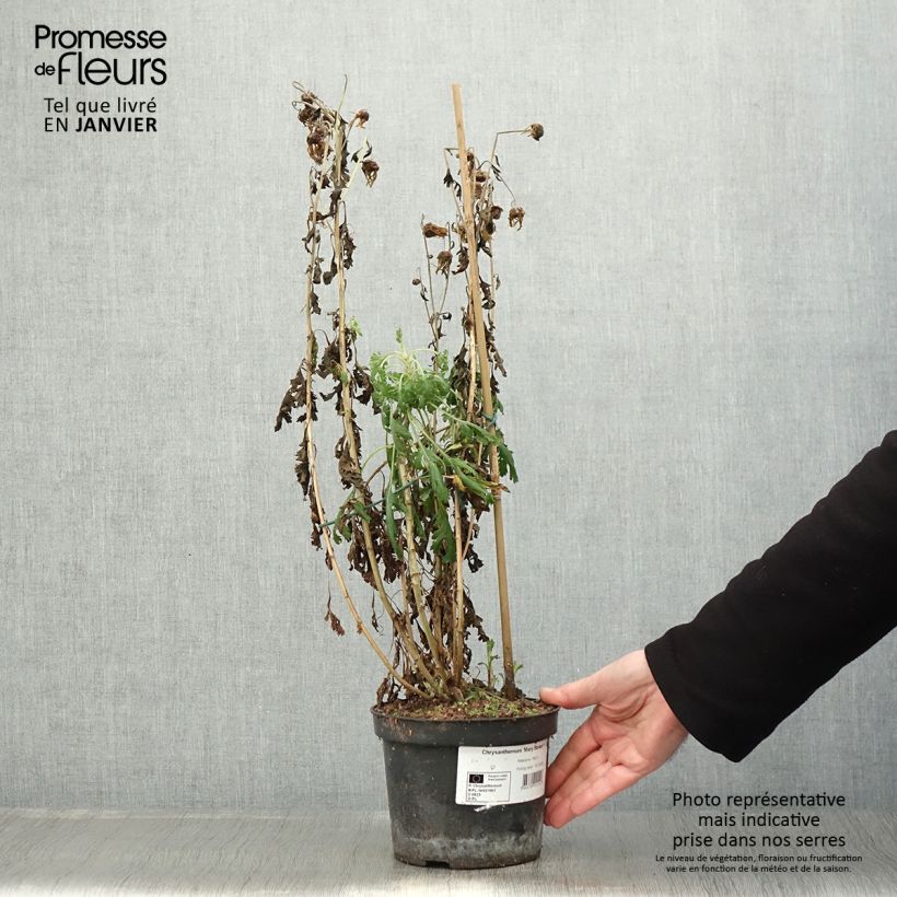 Chrysanthemum rubellum Mary Stoker - Crisantemo Maceta 2L/3L Ejemplar entregado en invierno