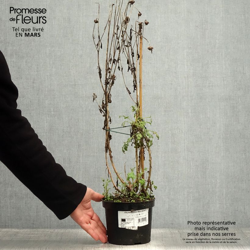 Chrysanthemum rubellum Mary Stoker - Crisantemo Maceta 2L/3L Ejemplar entregado en la primavera