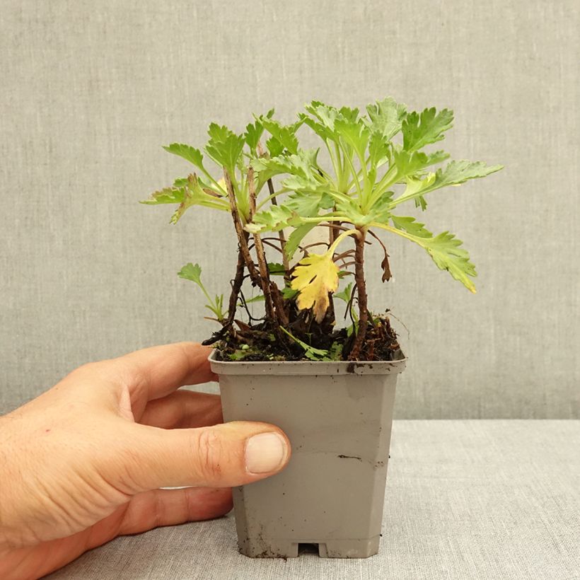 Ejemplar de Chrysanthemum arcticum Roseum - Crisantemo Maceta de 8/9 cm entregado en verano
