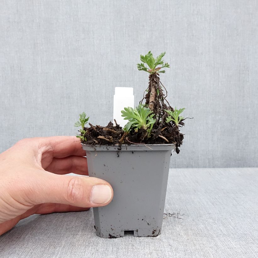 Chrysanthemum arcticum Roseum - Crisantemo Maceta de 8/9 cm Ejemplar entregado en la primavera