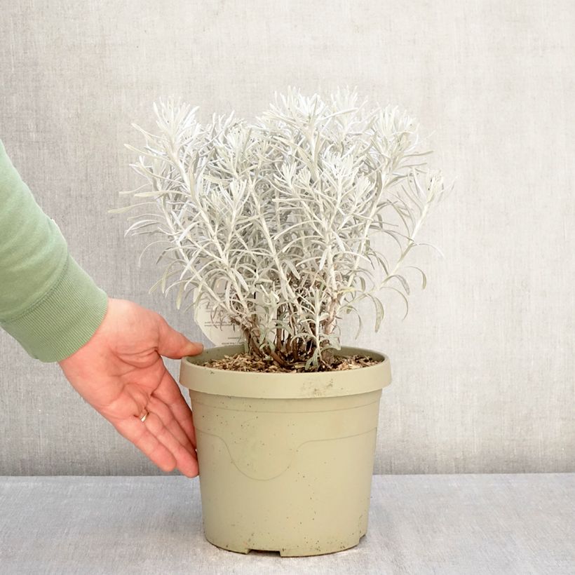 Eterno Korma Maceta 3L/4L Ejemplar entregado en invierno