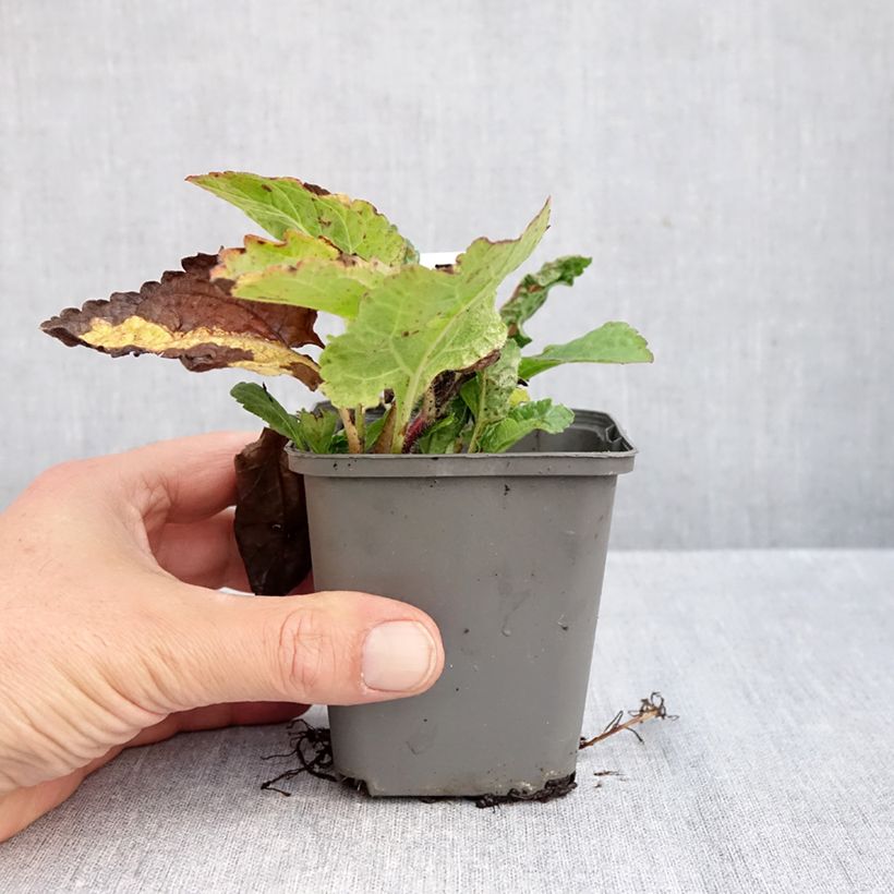 Ejemplar de Chrysogonum virginianum André Viette Maceta de 8/9 cm entregado en otoño