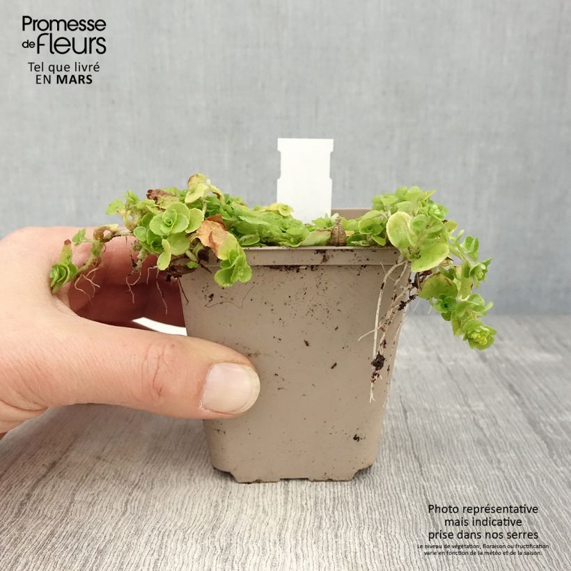 Chrysosplenium oppositifolium Maceta de 8/9 cm Ejemplar entregado en la primavera