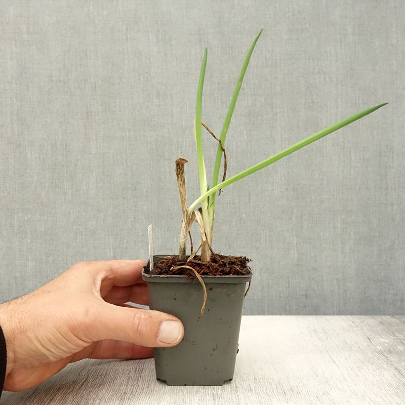 Ejemplar de Cebolleta Bio Maceta de 7/8 cm entregado en otoño