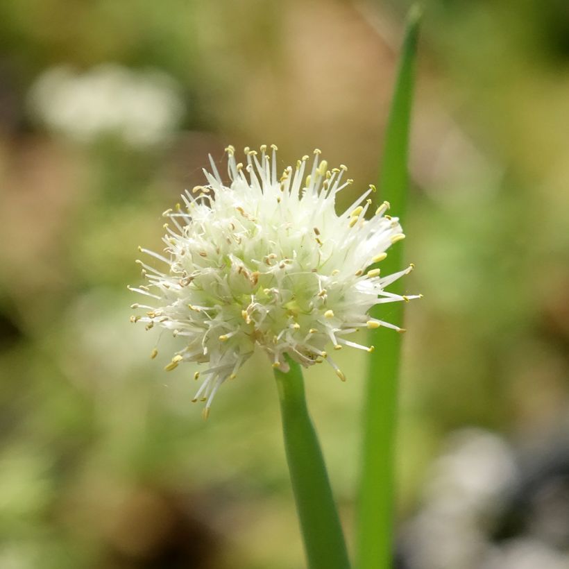 Cebolleta Bio (Floración)