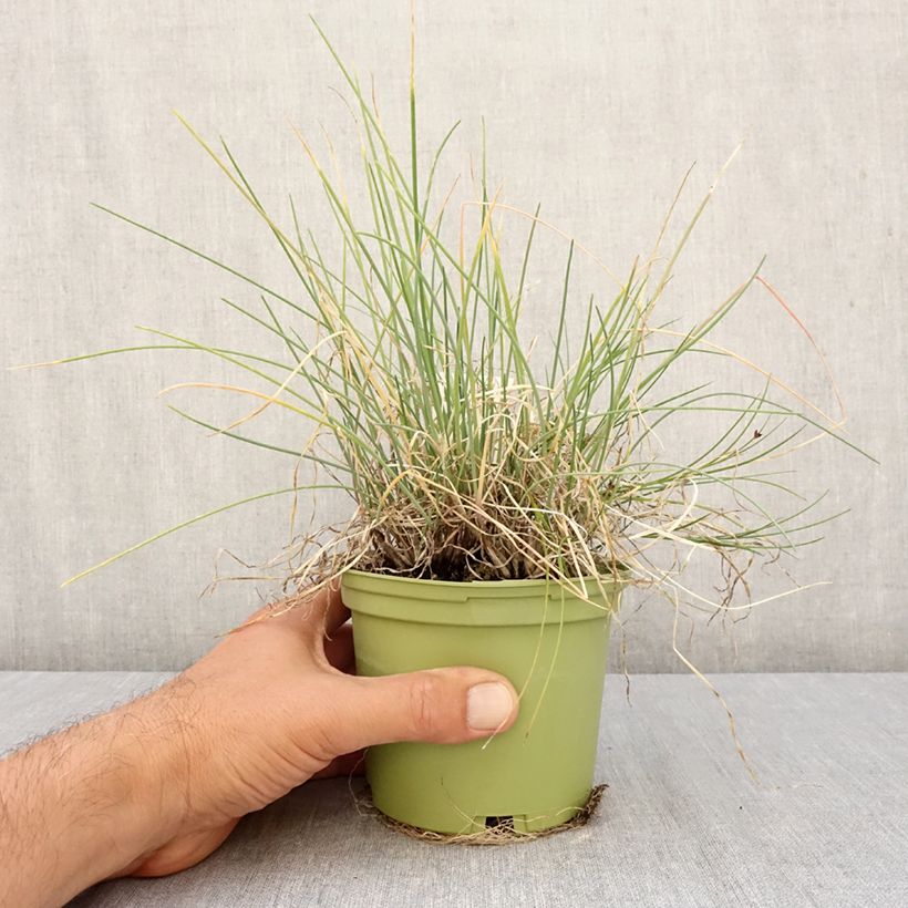 Ejemplar de Cebolleta Bio Maceta 1L/1,5L entregado en otoño