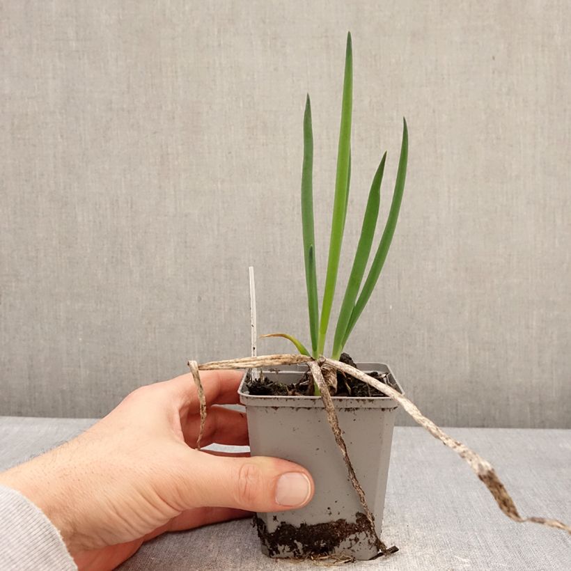 Cebolleta - Allium fistulosum Maceta de 8/9 cm calibre I Ejemplar entregado en invierno