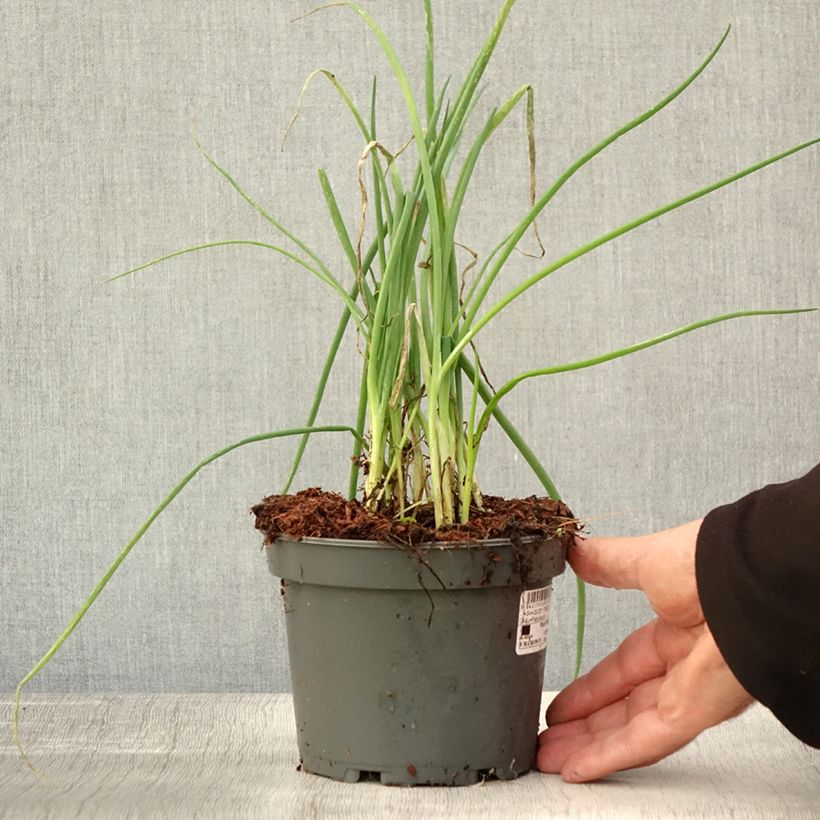 Ejemplar de Cebolleta - Allium fistulosum Maceta 1,5L/2L entregado en otoño