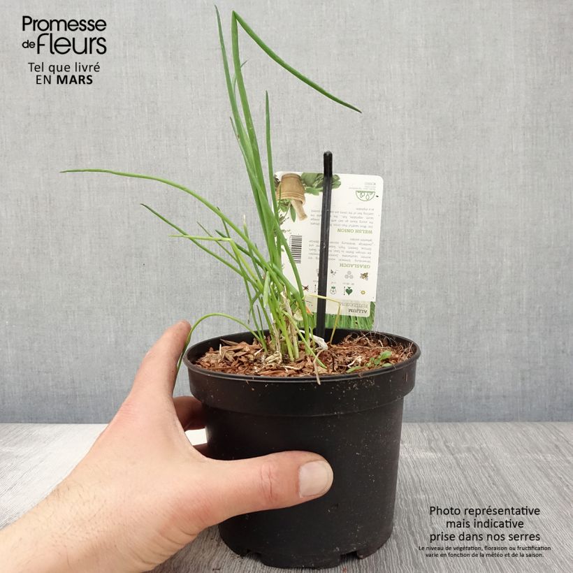 Cebolleta - Allium fistulosum Maceta 1,5L/2L Ejemplar entregado en la primavera