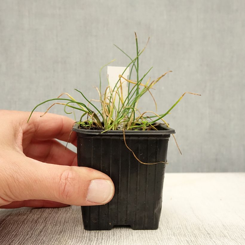 Ejemplar de Cebollino Corsican White Maceta de 8/9 cm entregado en otoño